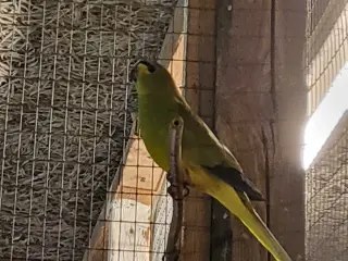 Elegant græspakit