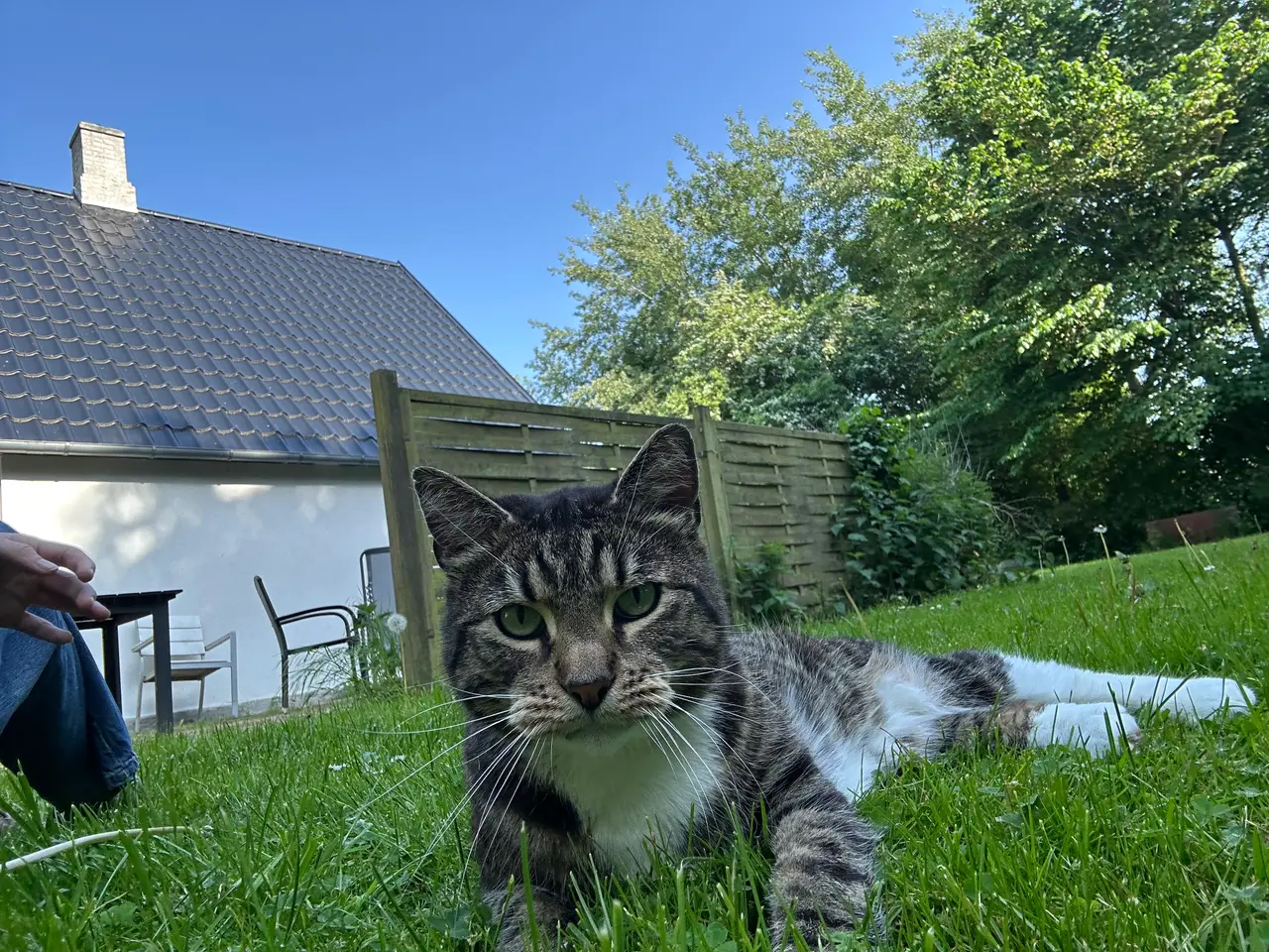 Billede 2 - Sød hankat bortgives💗