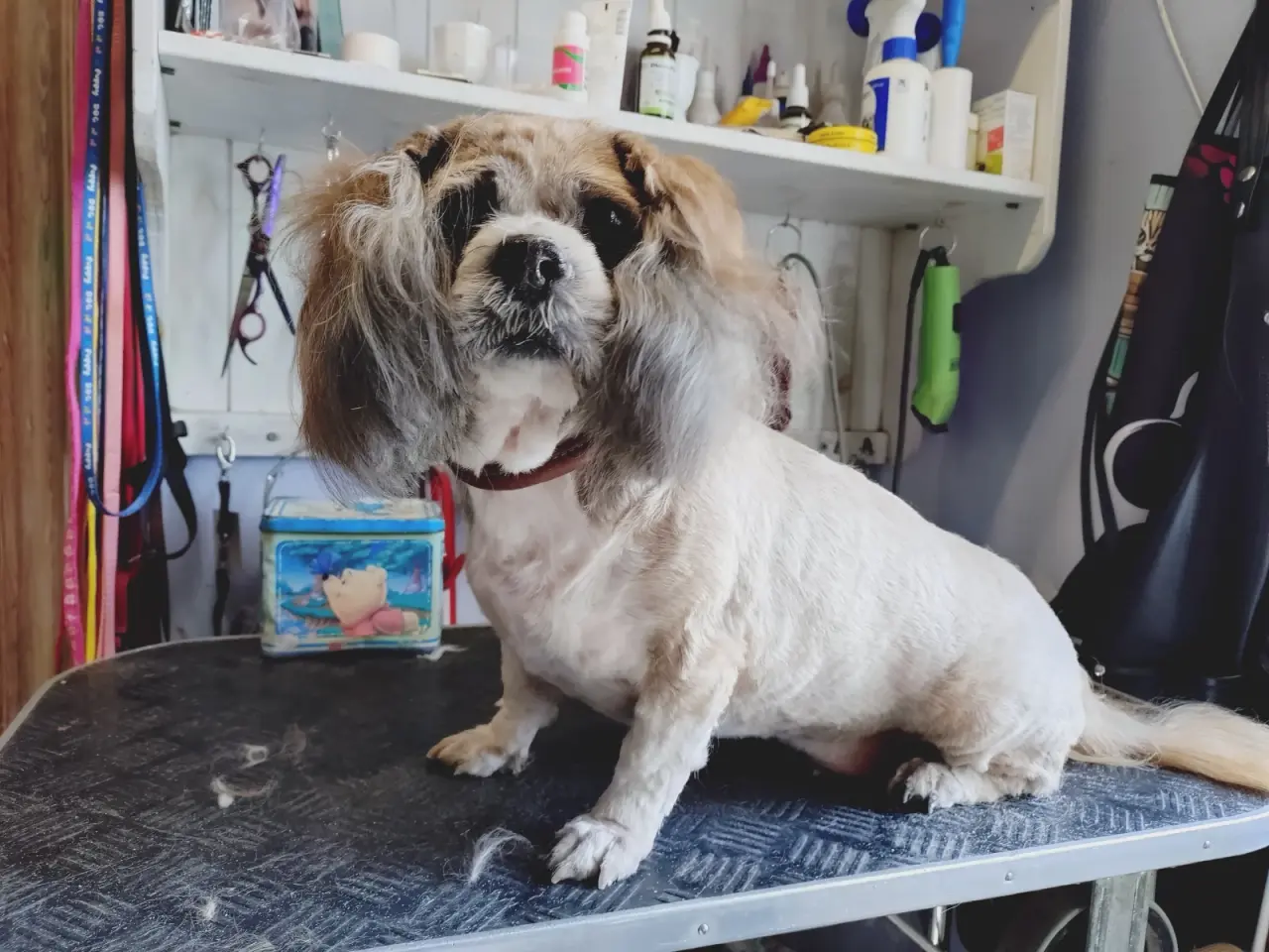 Billede 1 - Voksen Lhasa apso 