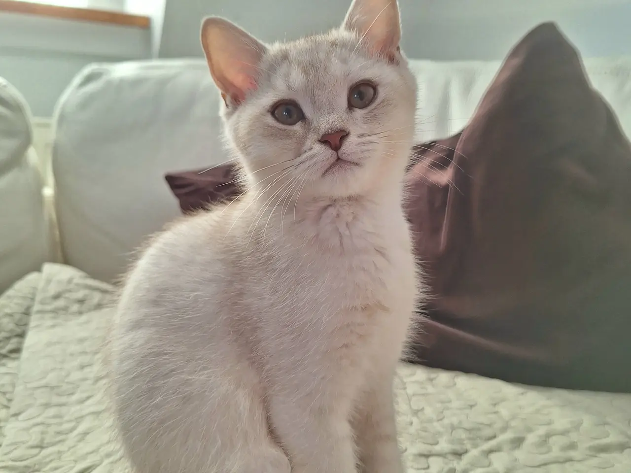 Billede 1 - British shorthair