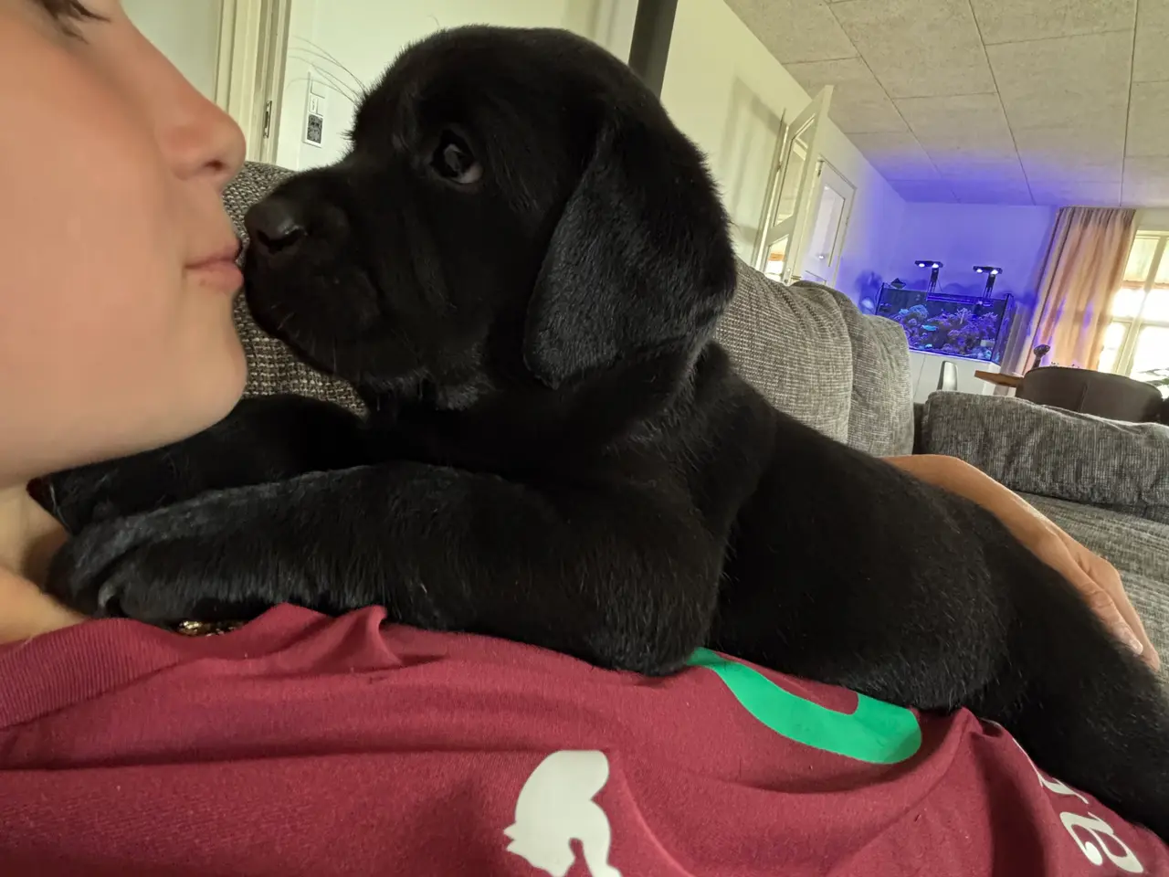 Billede 7 - 🐾 Sorte Labradorhvalpe – gammeldags type 🐾