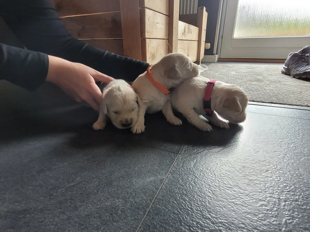 Billede 2 - Golden Retriever hvalpe 