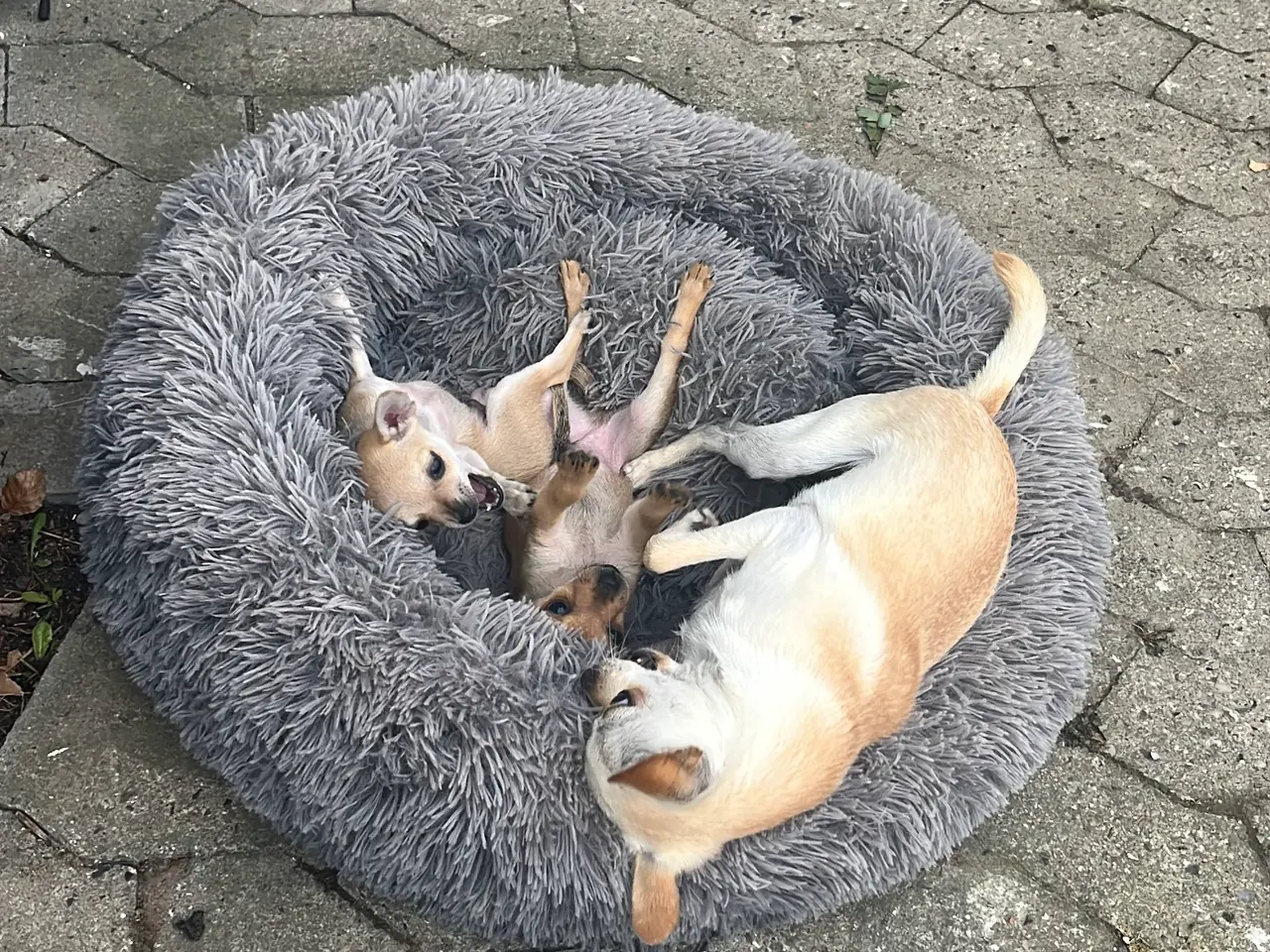 Billede 13 - CHIHUAHUA