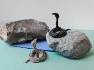 2 Reisler Brilleslanger