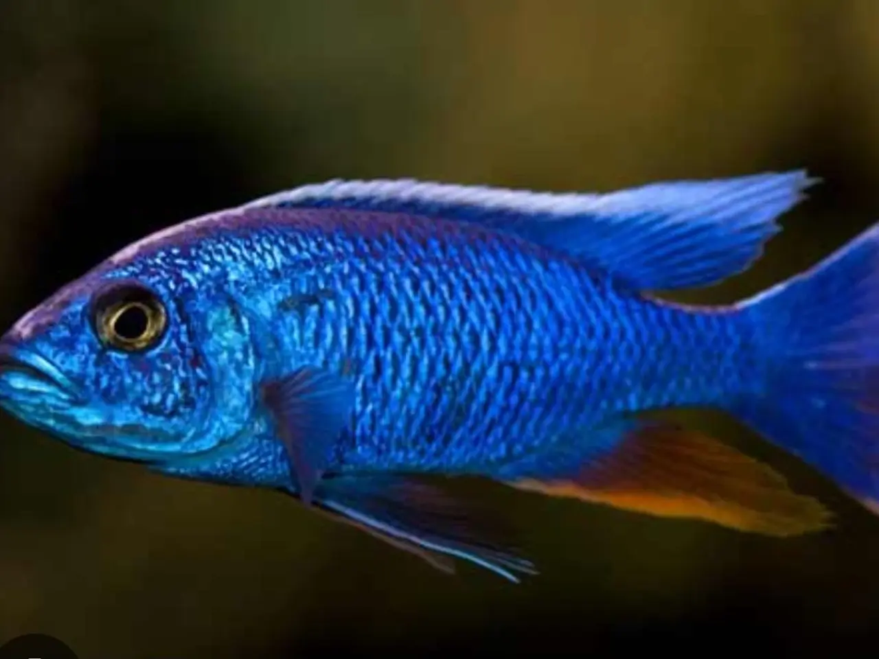 Billede 2 - Malawi Cichlider, yngel og enkelte voksne fisk