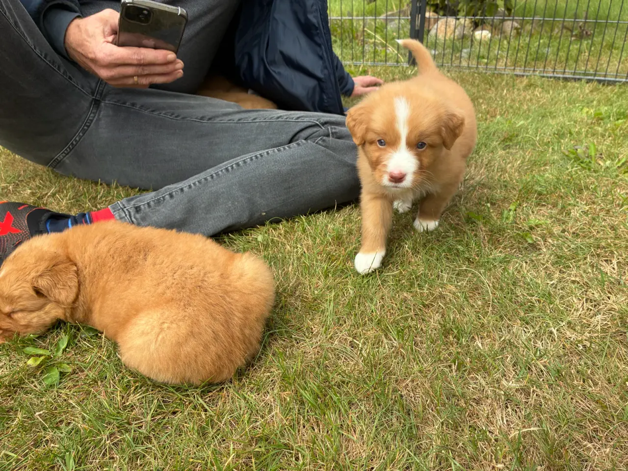 Billede 2 - Nova Scotia Duck Tolling Retriever hvalpe