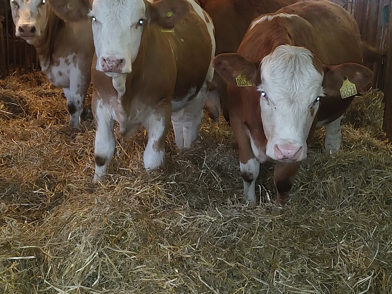 Billede 1 - Simmentaler kvier 