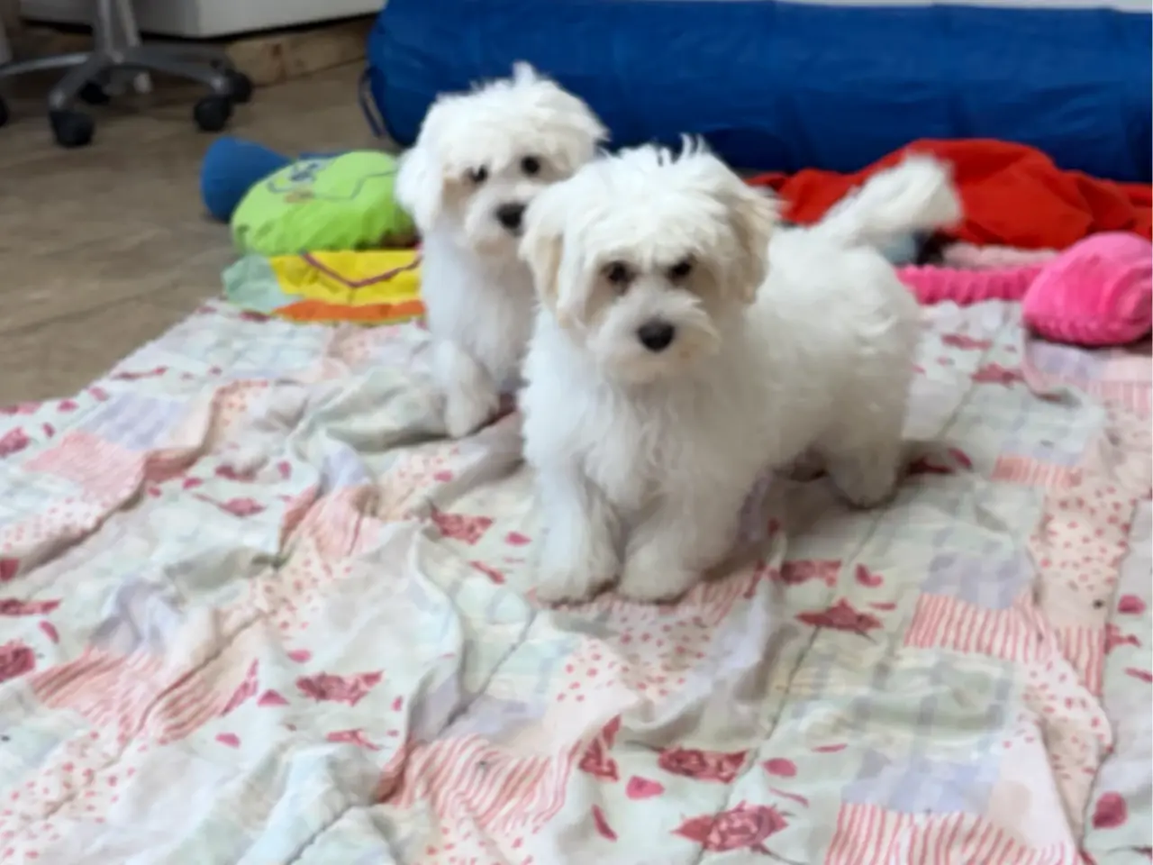 Billede 14 - 1 Maltipoo pige er rejse klar nu !
