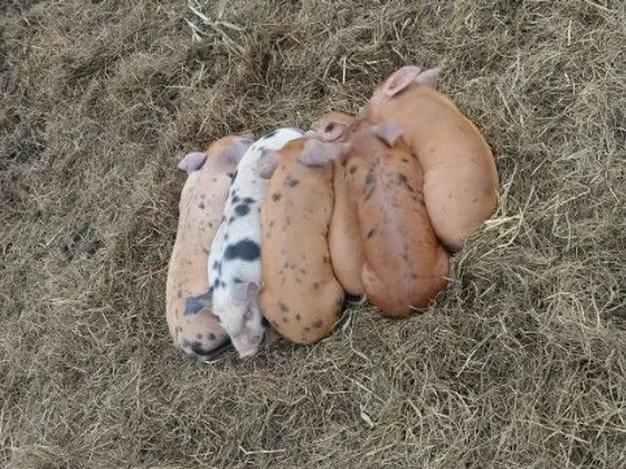 Billede 2 - Grise 10. Duroc,Pietrain og gammel dansk