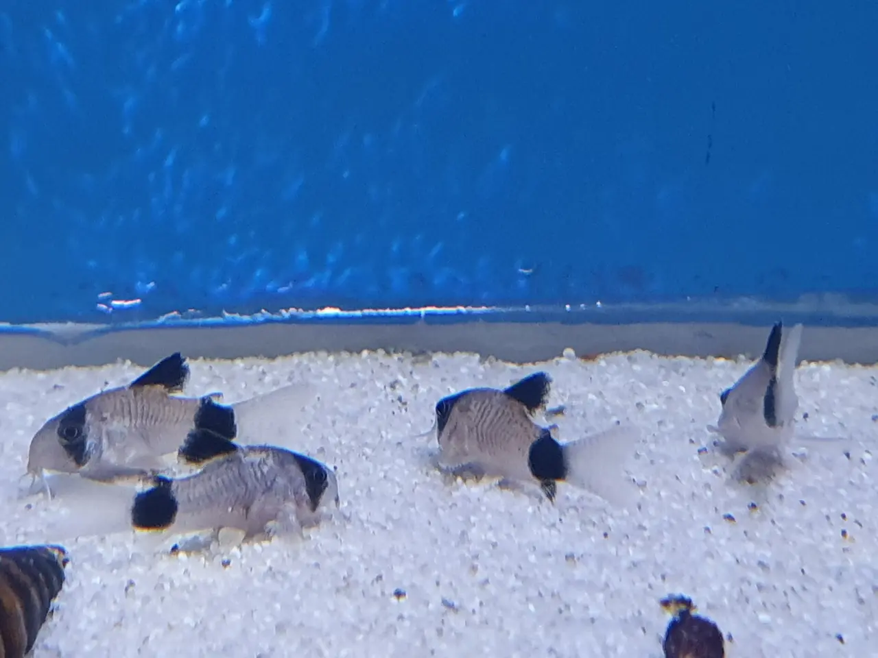 Billede 1 - Corydoras Panda sælges! 🐼