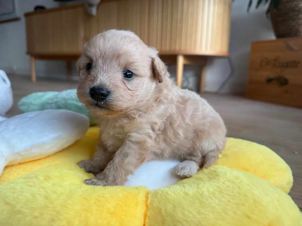Billede 1 - Pomapoo hvalp ❤️