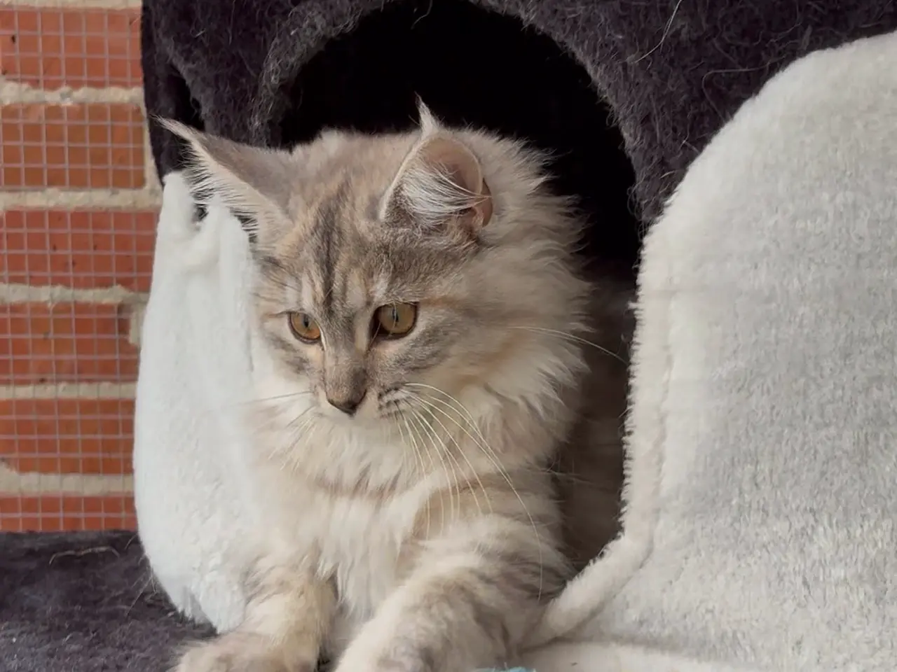 Billede 3 - Maine Coon / Norsk Skovkat