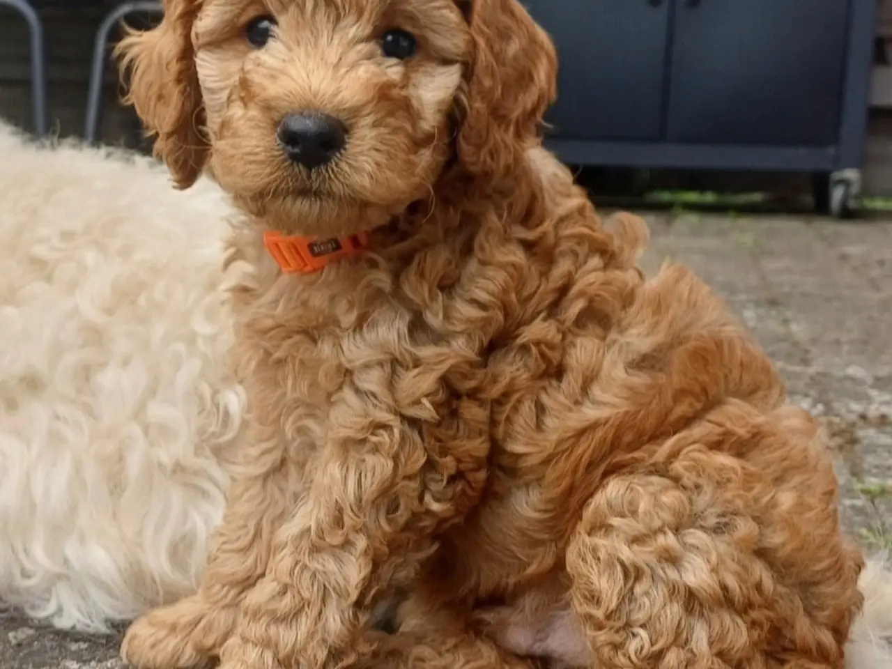 Billede 12 - Cockapoo hvalpe