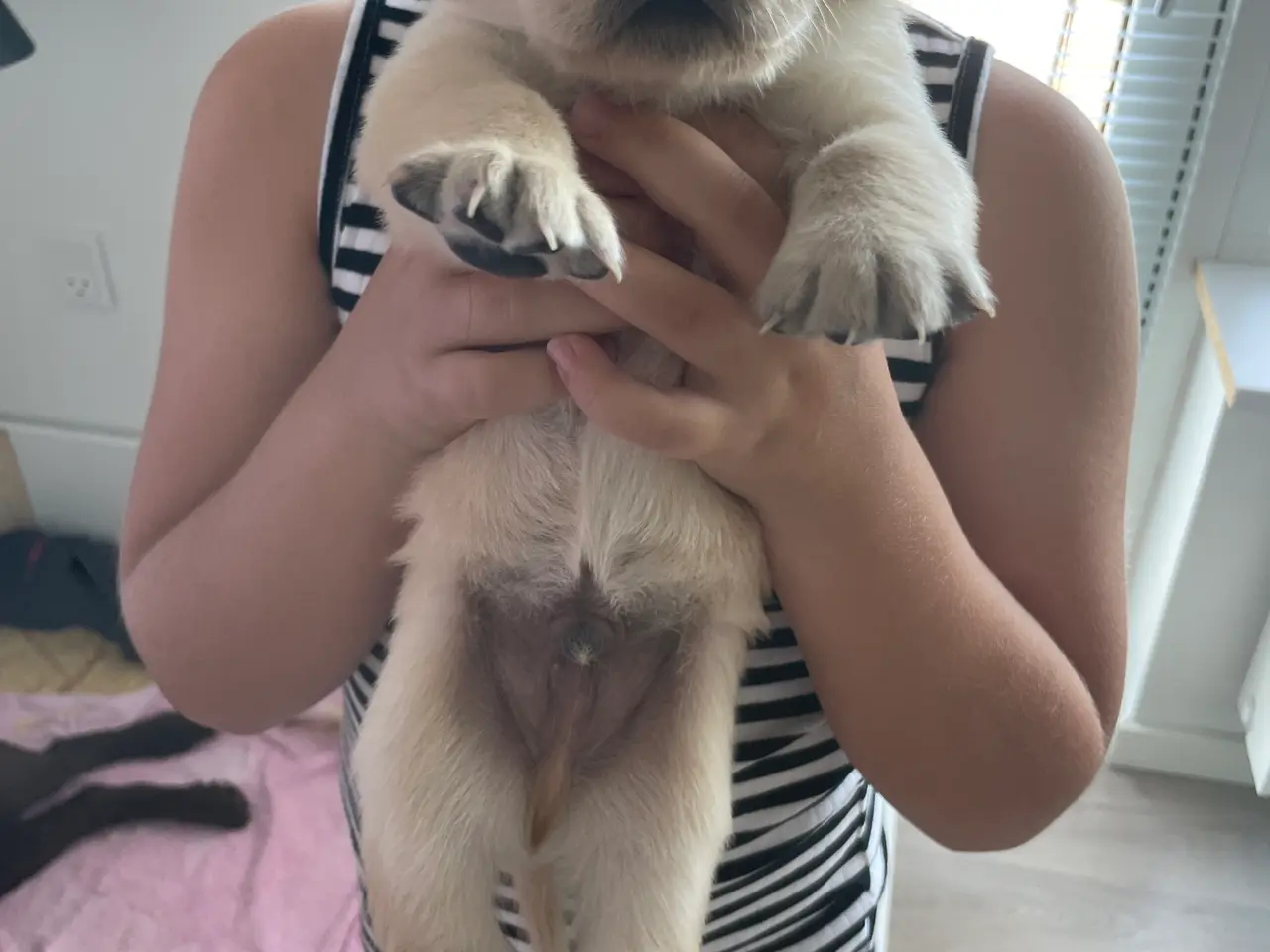 Billede 5 - Labrador/golden retriever hvalpe til salg