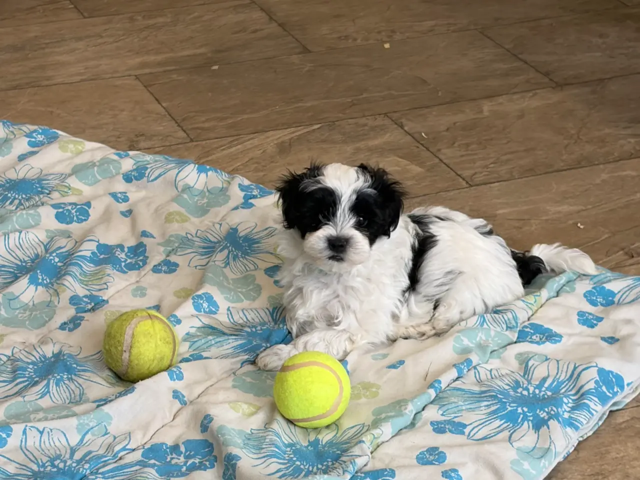 Billede 16 - Fine mini Maltipoo er rejse klar nu !