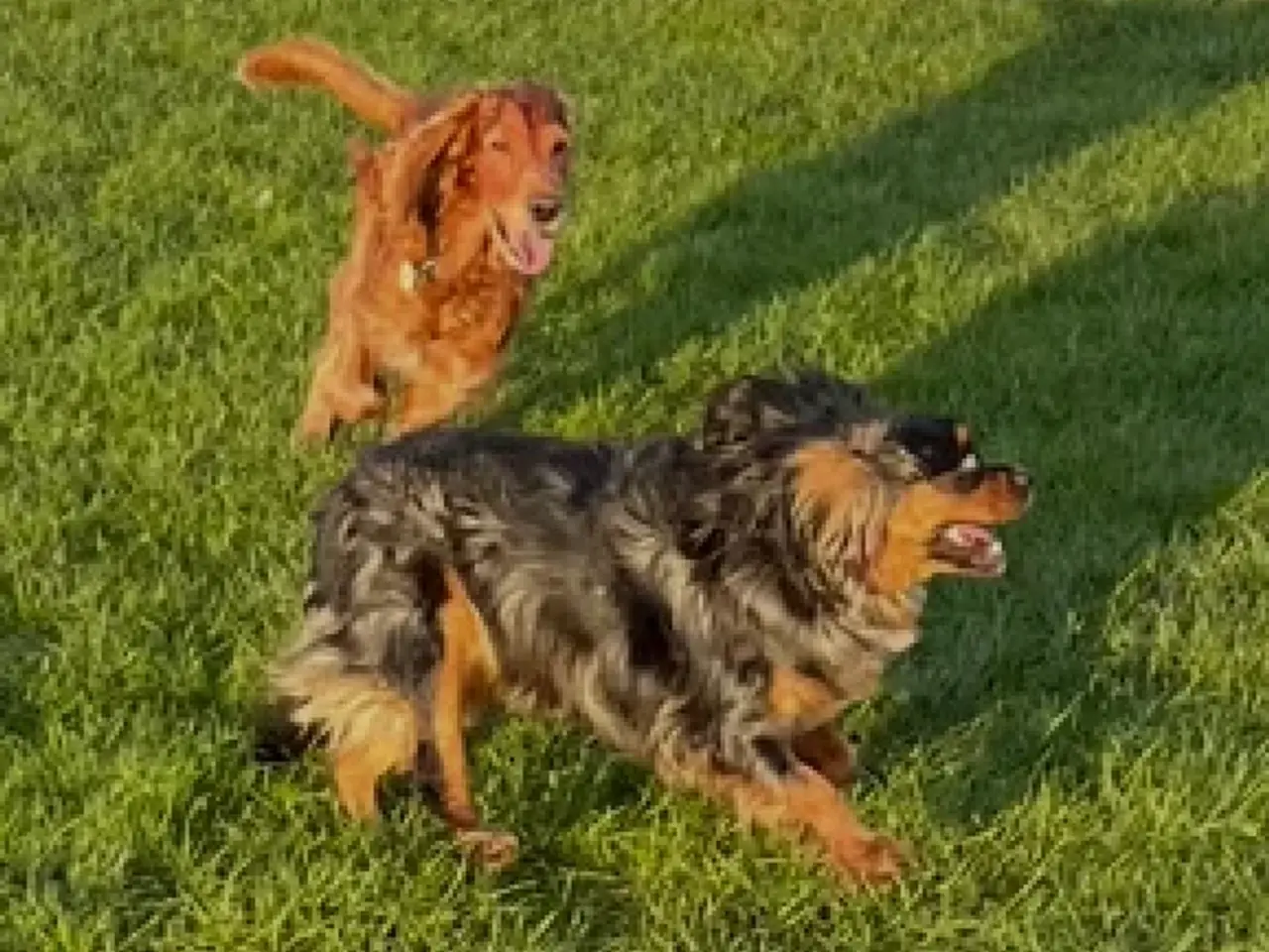 Billede 12 - Cockalier hvalpe med Aussie twist