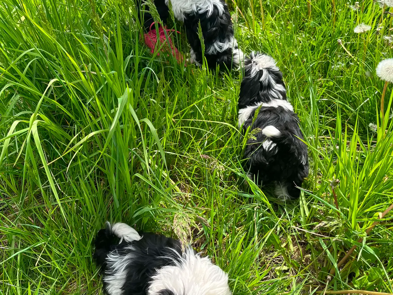 Billede 3 - Shih Tzu hvalpe