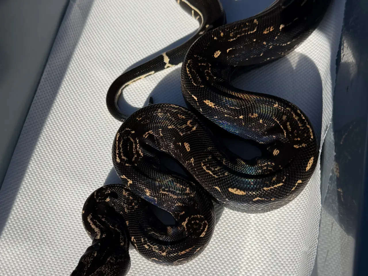 Billede 6 - Boa constrictor Keltic IMG poss Leopard Kahl A