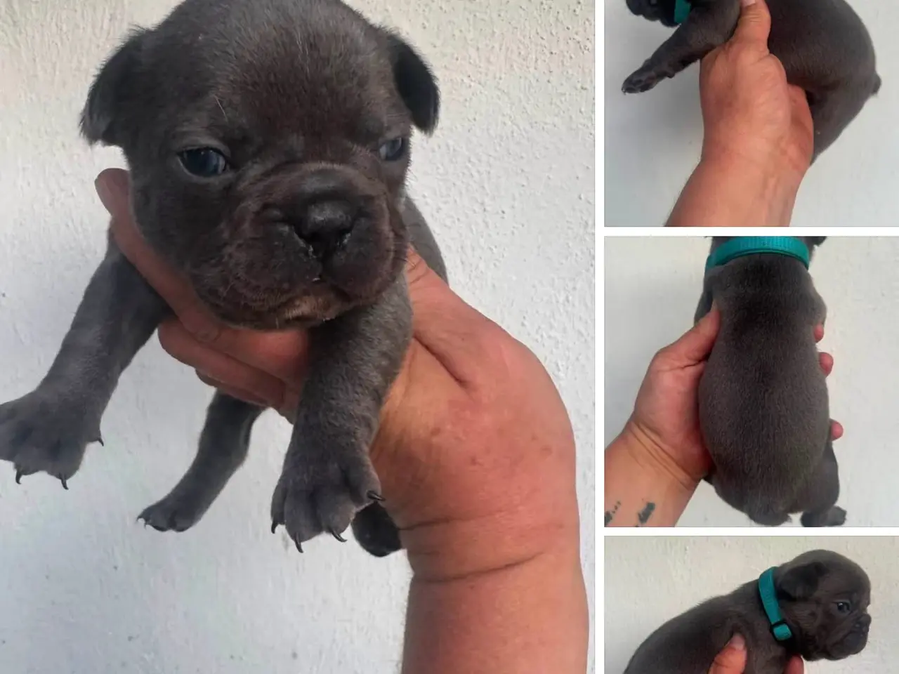 Billede 4 - Franske bulldog hvalpe 2 drenge tilbage
