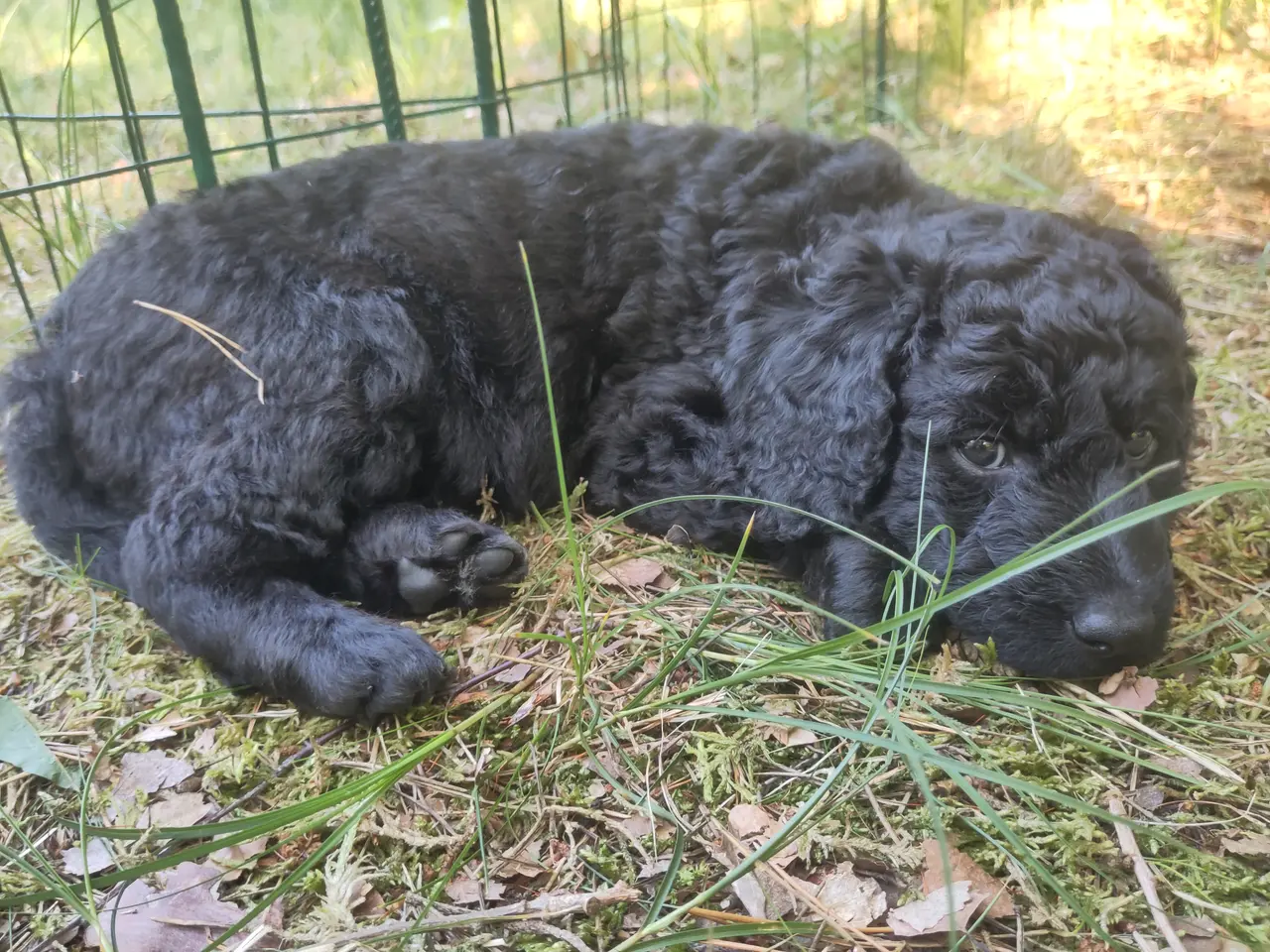 Billede 6 - 🐶Labradoodle hvalpe søger kærlige familier 🏡❤️