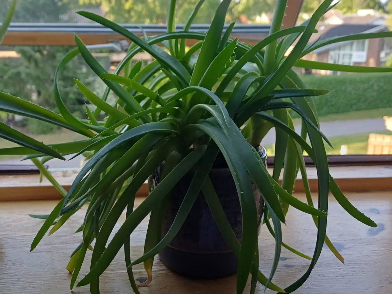 Billede 3 - Aloe Vera potteplanter - mange størrelser