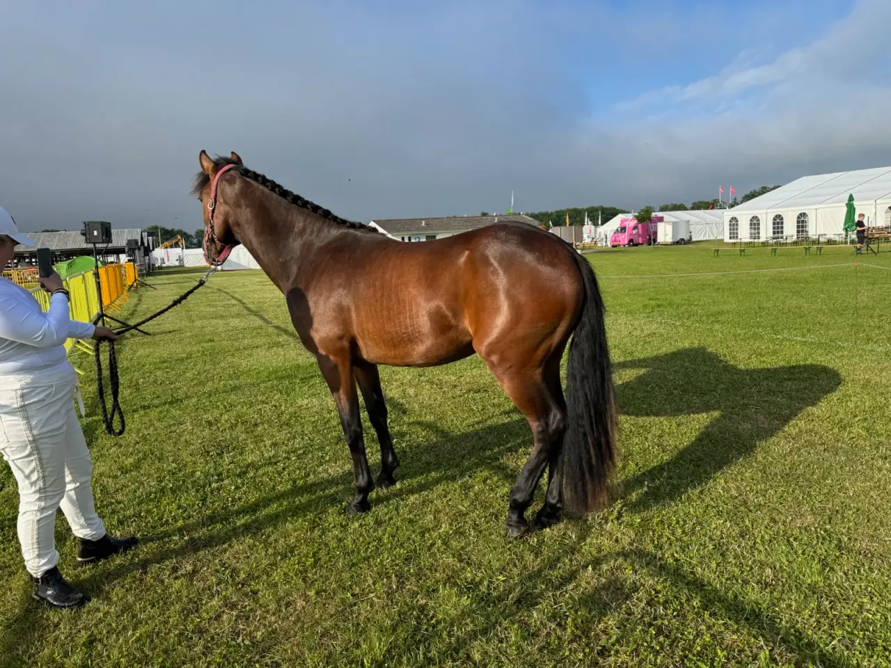 Billede 9 - New Forest vallak