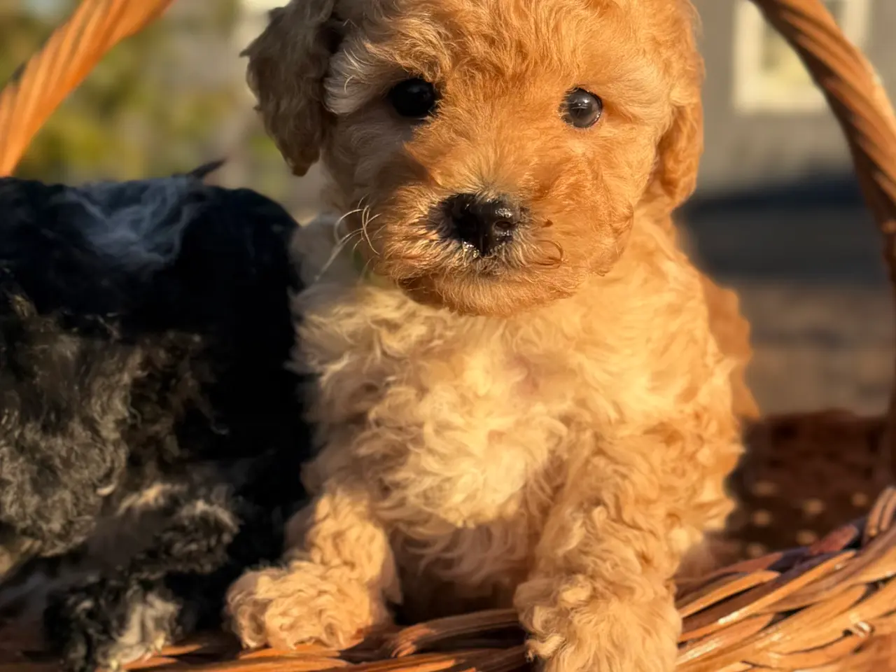 Billede 5 - Maltipoo
