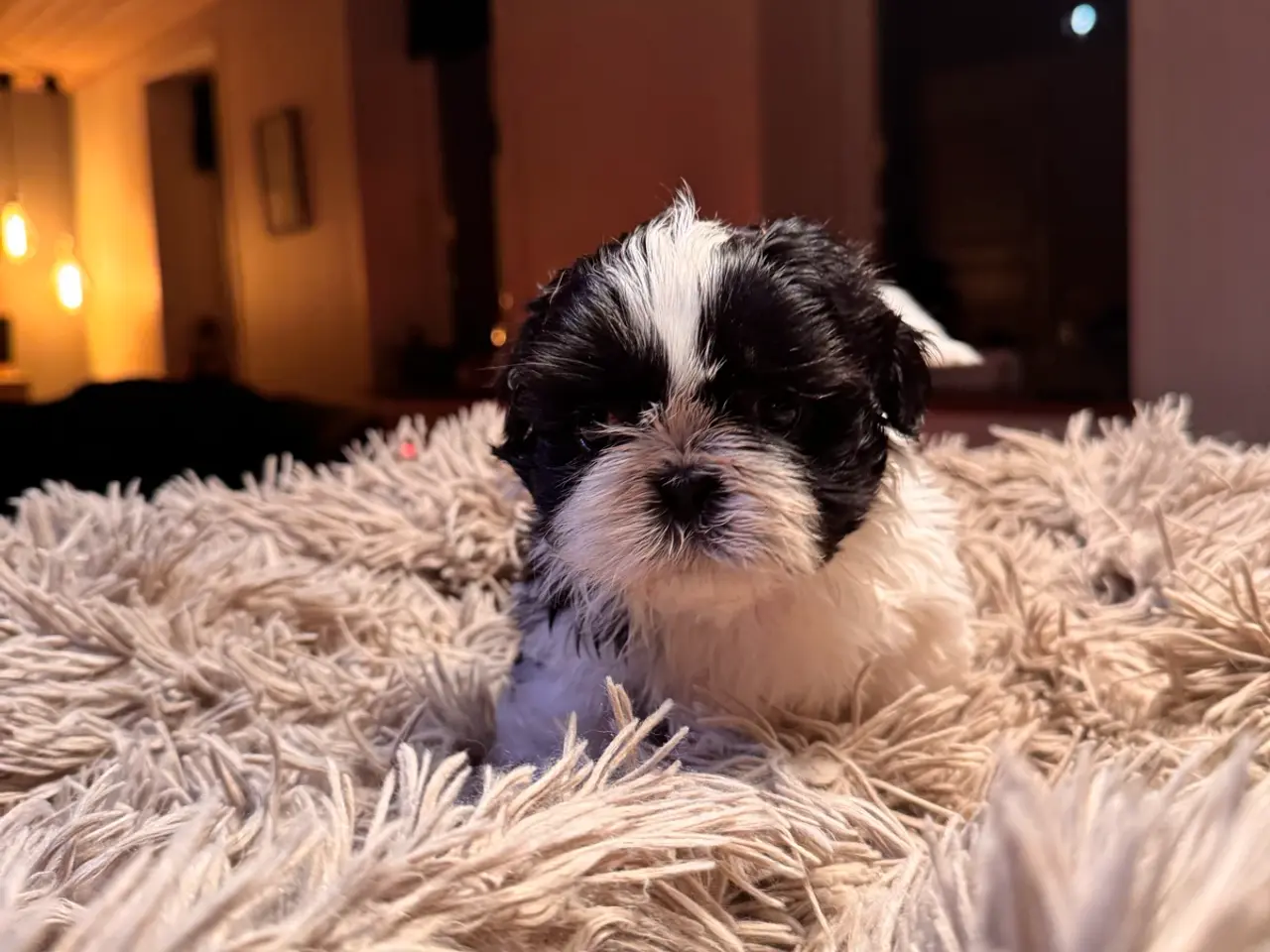 Billede 8 - Shih tzu hvalpe