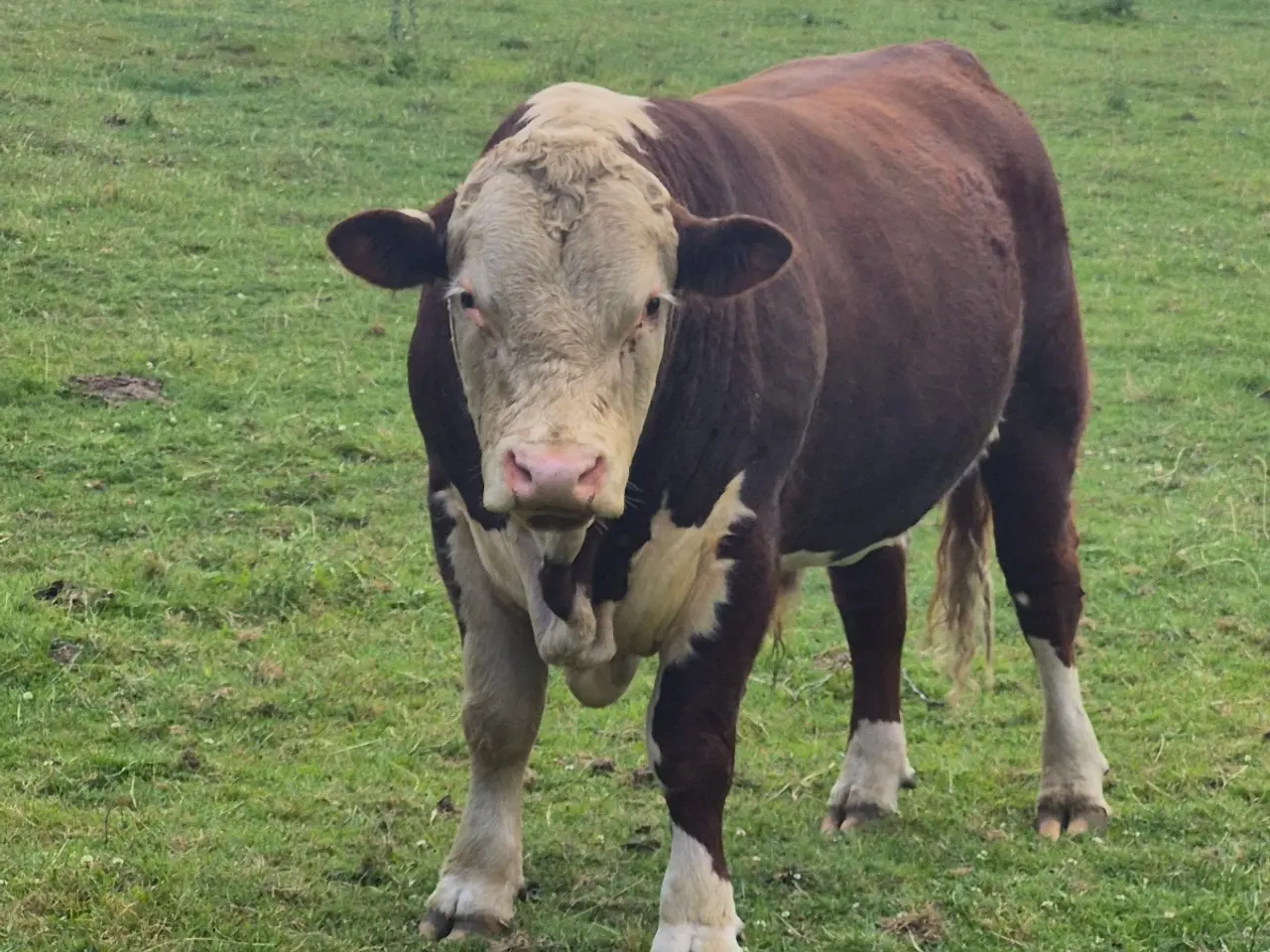Billede 2 - Hereford tyr