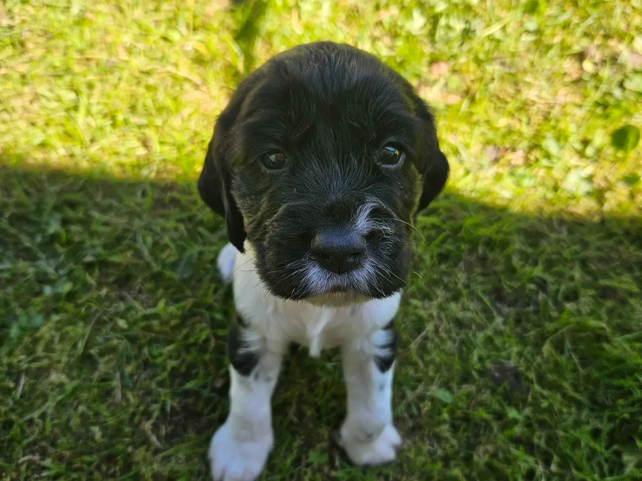 Billede 12 - Engelsk springer spaniel 