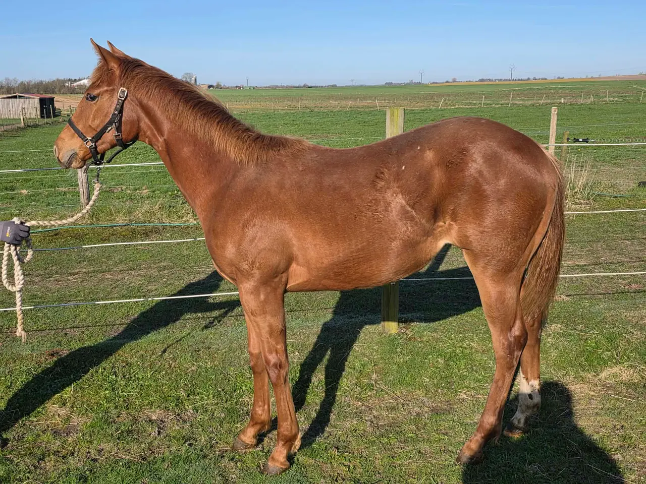 Billede 1 - 🌟 Smuk Appaloosa-hoppeplag