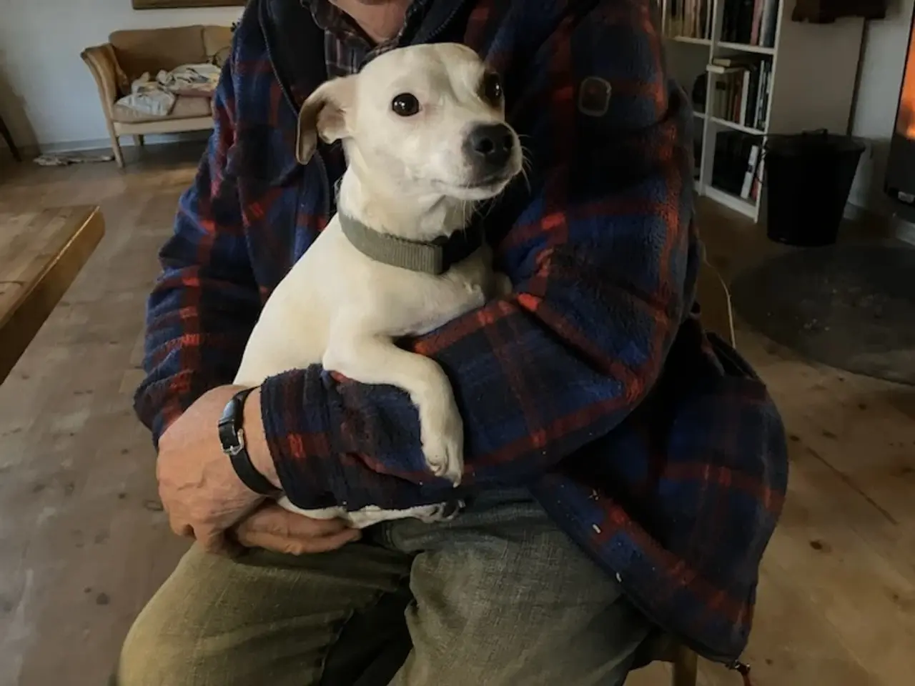 Billede 2 - Familiepleje af hund
