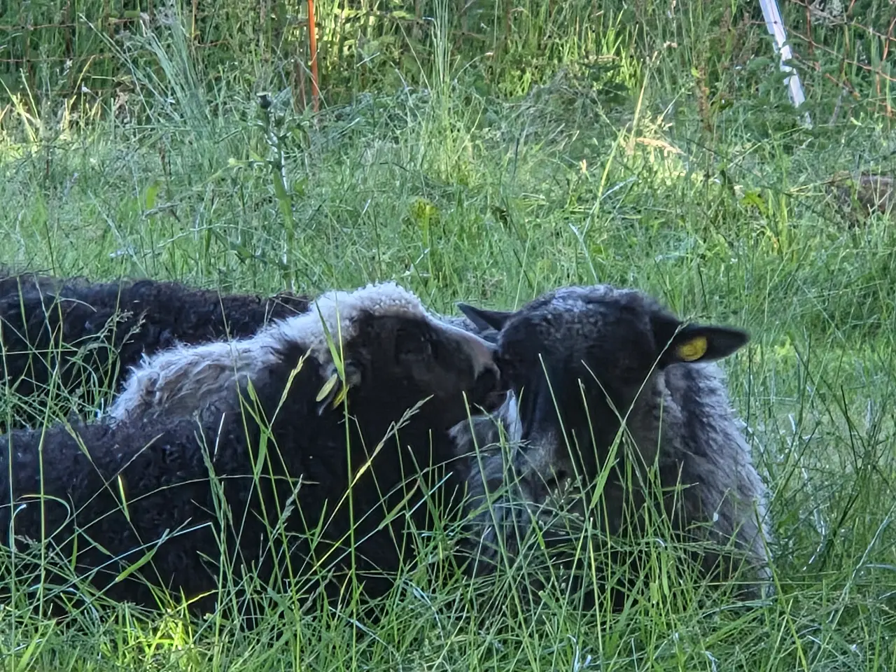 Billede 2 - Spelsauer lam og får