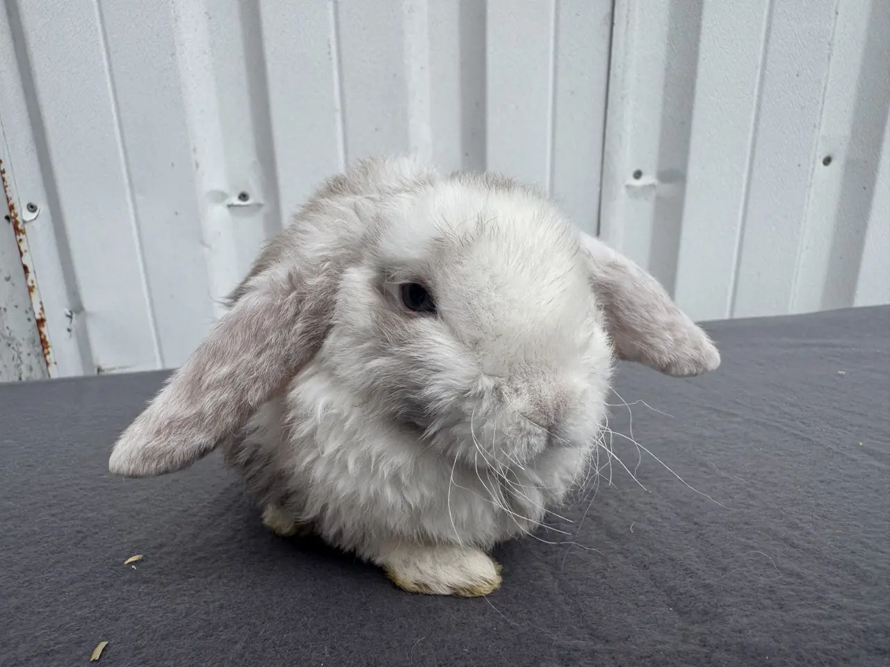 Billede 7 - Dværgvædder Rex hankanin