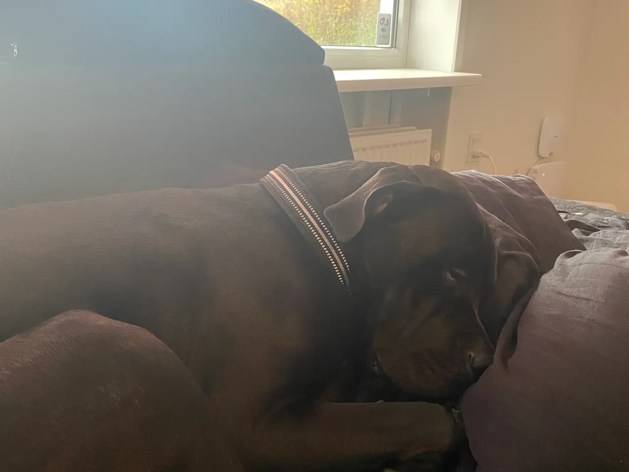 Billede 3 - Flot og kærlig Cane Corso søger ny familie / aktiv