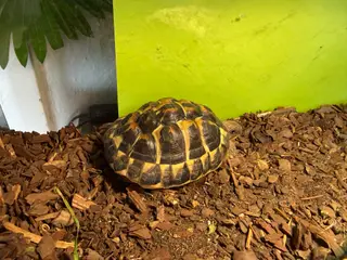 2 styk Græskelandskildpadder hunner.