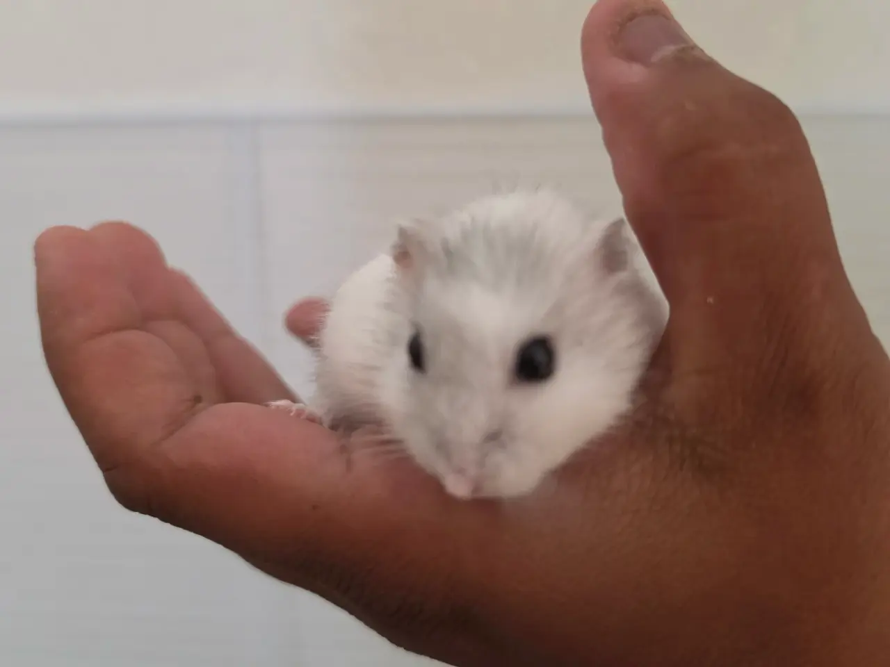 Billede 1 - Hamster lille hvid/grå