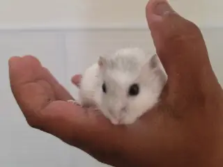 Hamster lille hvid/grå