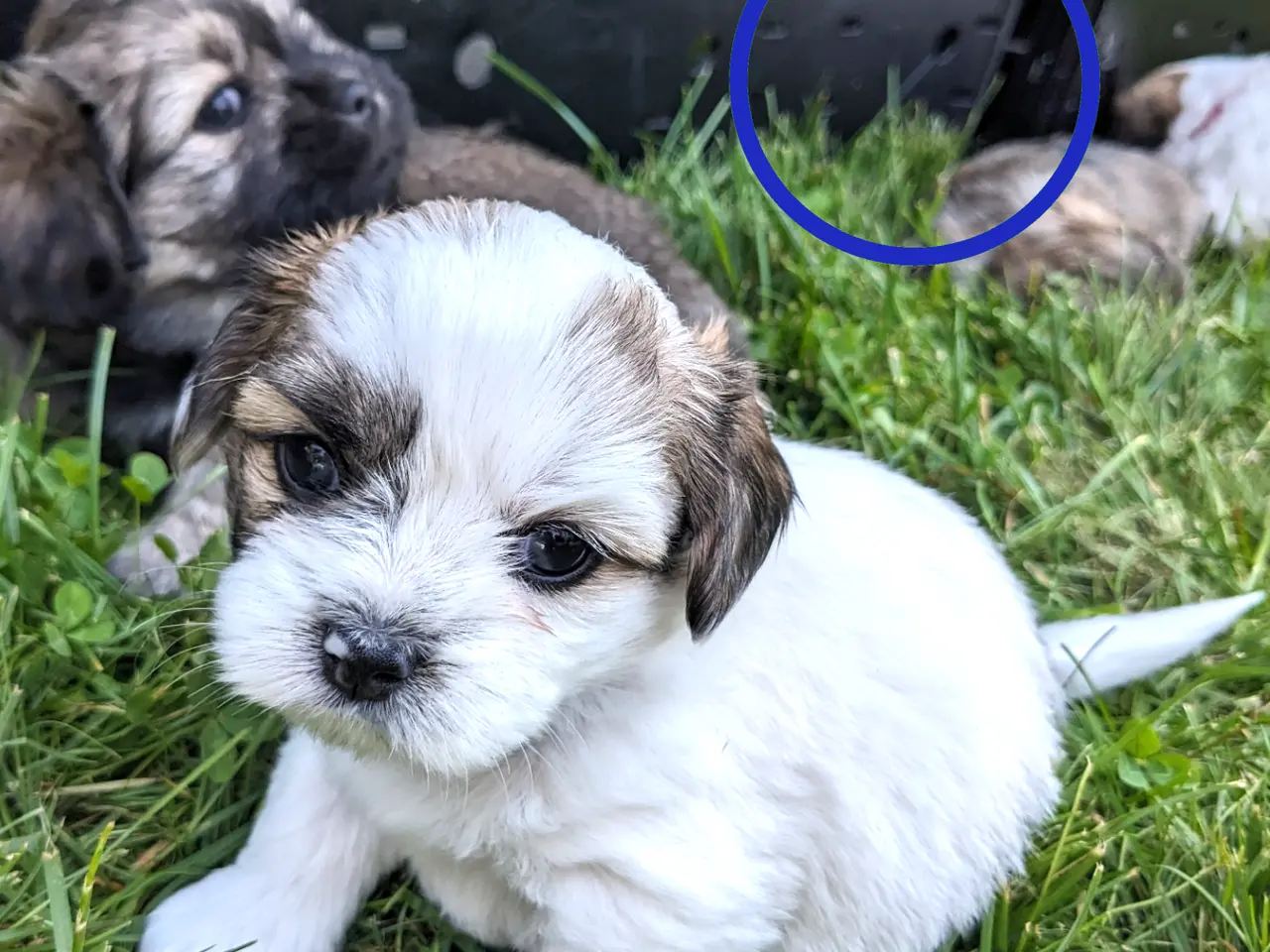 Billede 4 - 2 blandingshvalpe tilbage, klar i dag, lille hund
