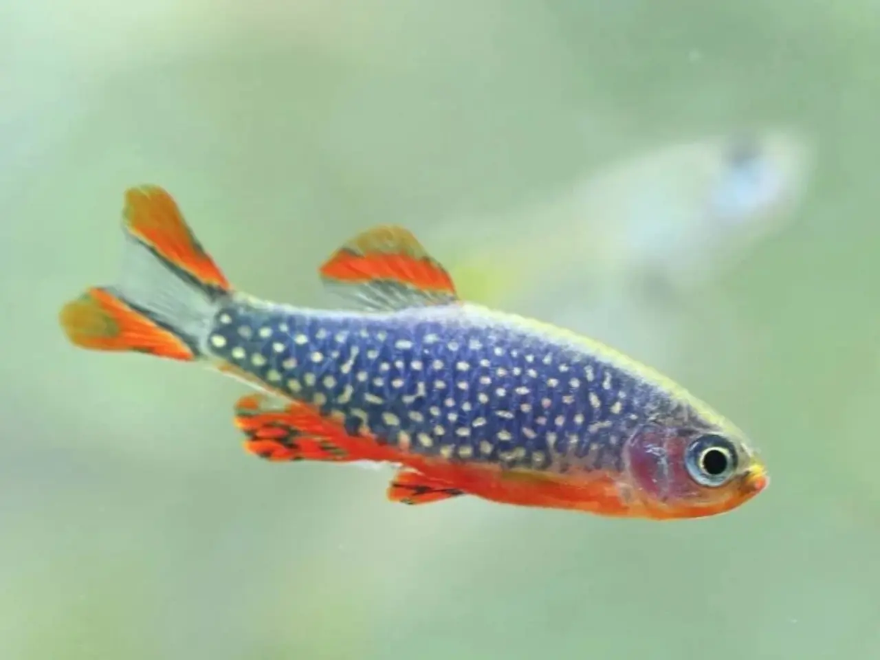 Billede 1 - Galaxy rasbora ungfisk 