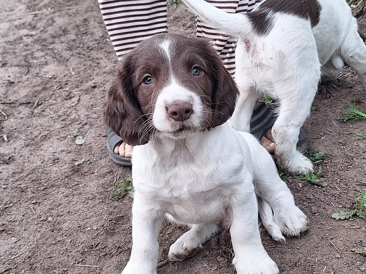 Billede 5 - Engelsk Springer Spaniel hvalpe sælges