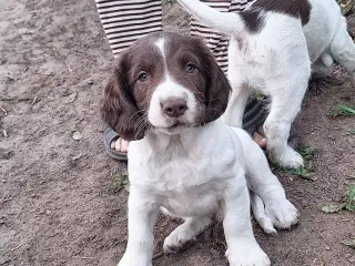Engelsk Springer Spaniel hvalpe sælges - 5
