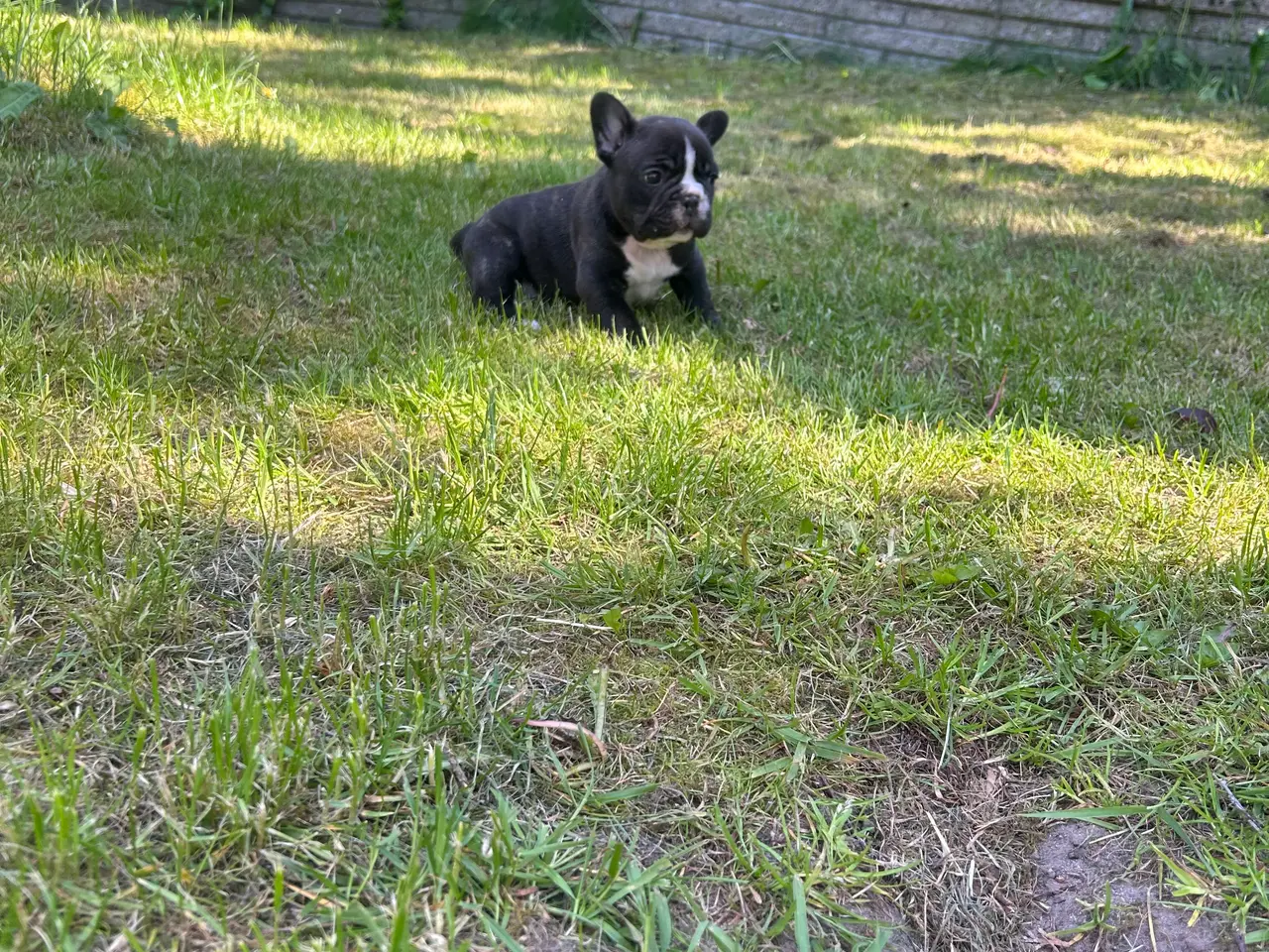 Billede 6 - Fransk bulldog blanding