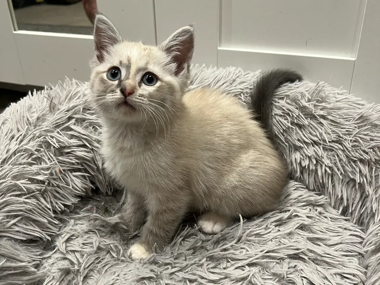 Billede 1 - Ragdoll blanding