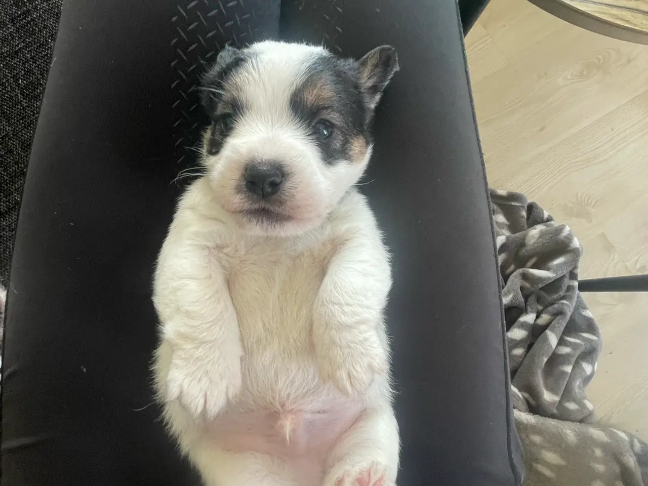 Billede 1 - Fineste DKK Jack Russel hvalpe