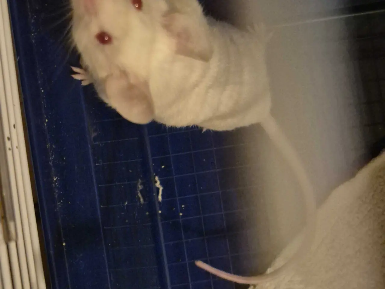 Billede 1 - Mus til salg - 20kr 🐭