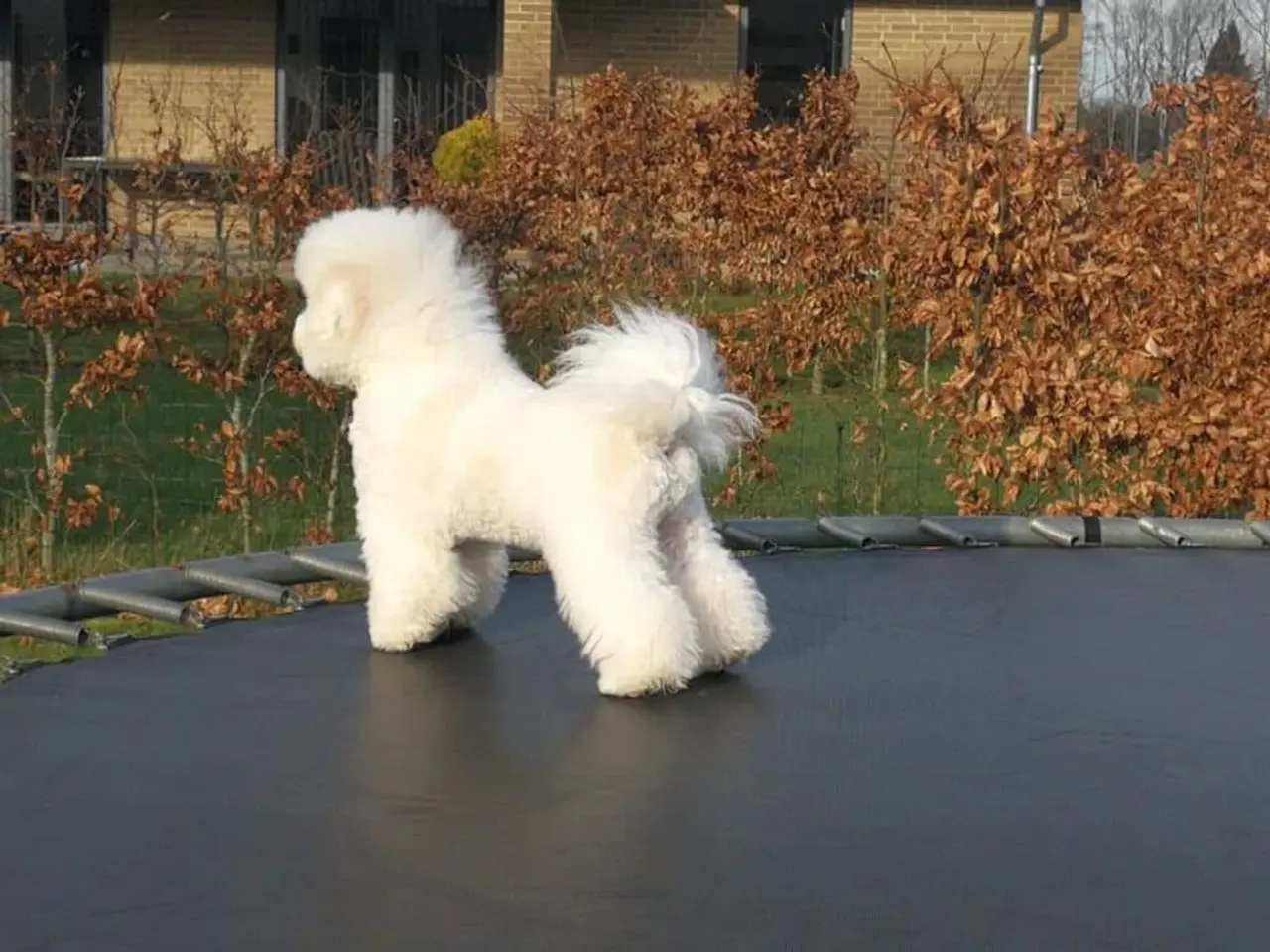 Billede 13 - Bichon Frise allergivenlige hvalpe