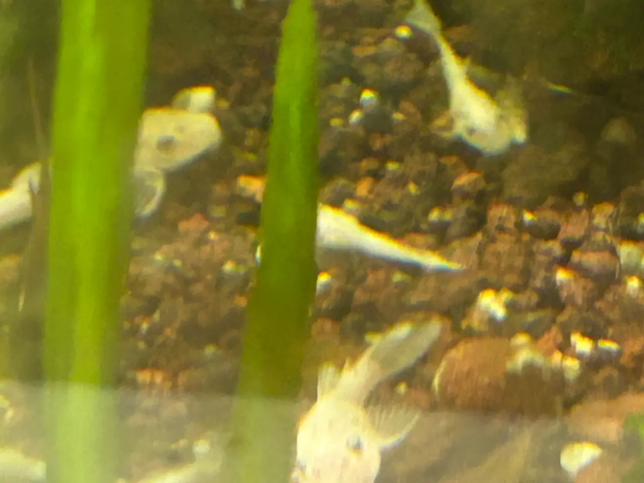 Billede 6 - ❄️🐟 Snow White Ancistrus – flotte hvide maller