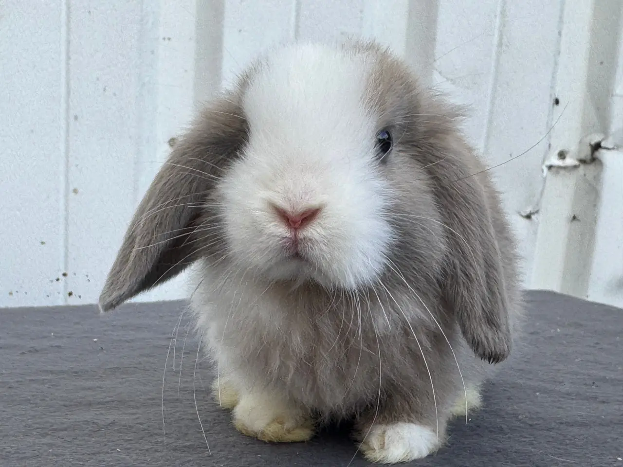 Billede 8 - Mini lop hankanin