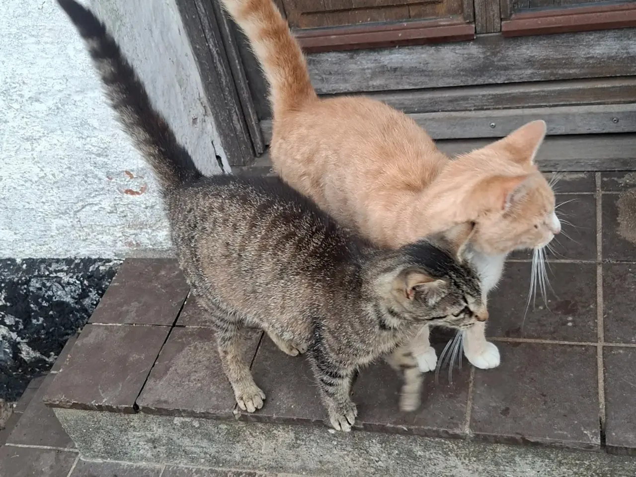 Billede 3 - Han og en hun kat